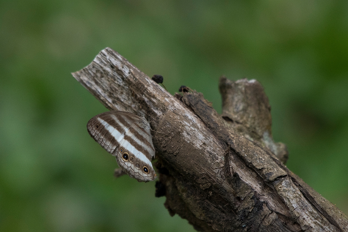 DPPhotography - Costa rica - Pareuptychia ocirrhoe - A.jpg - White Satyr, Pareuptychia ocirrhoe - Rancho Naturalista, Costa Rica