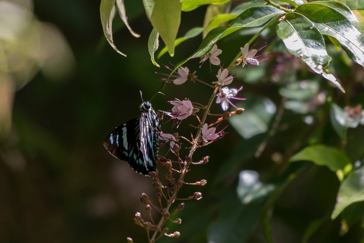 DPPhotography - Costa rica - Phocides distans licinus - A.jpg - Distans Skipper, Phocides distans licinus - El Remanso, Costa Rica