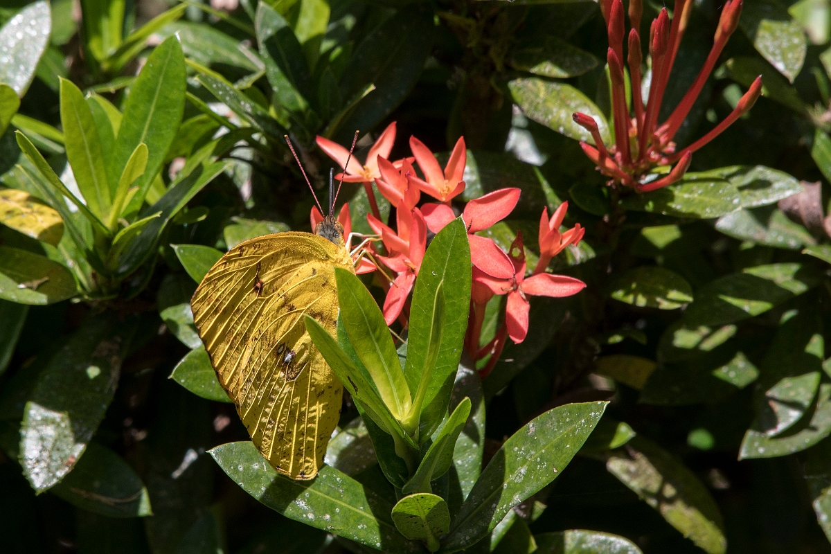 DPPhotography - Costa rica - Phoebis argante - A.jpg - Dark Apricot Sulphur,  Phoebis argante argante - La Qunita de Sarapiqui, Costa Rica