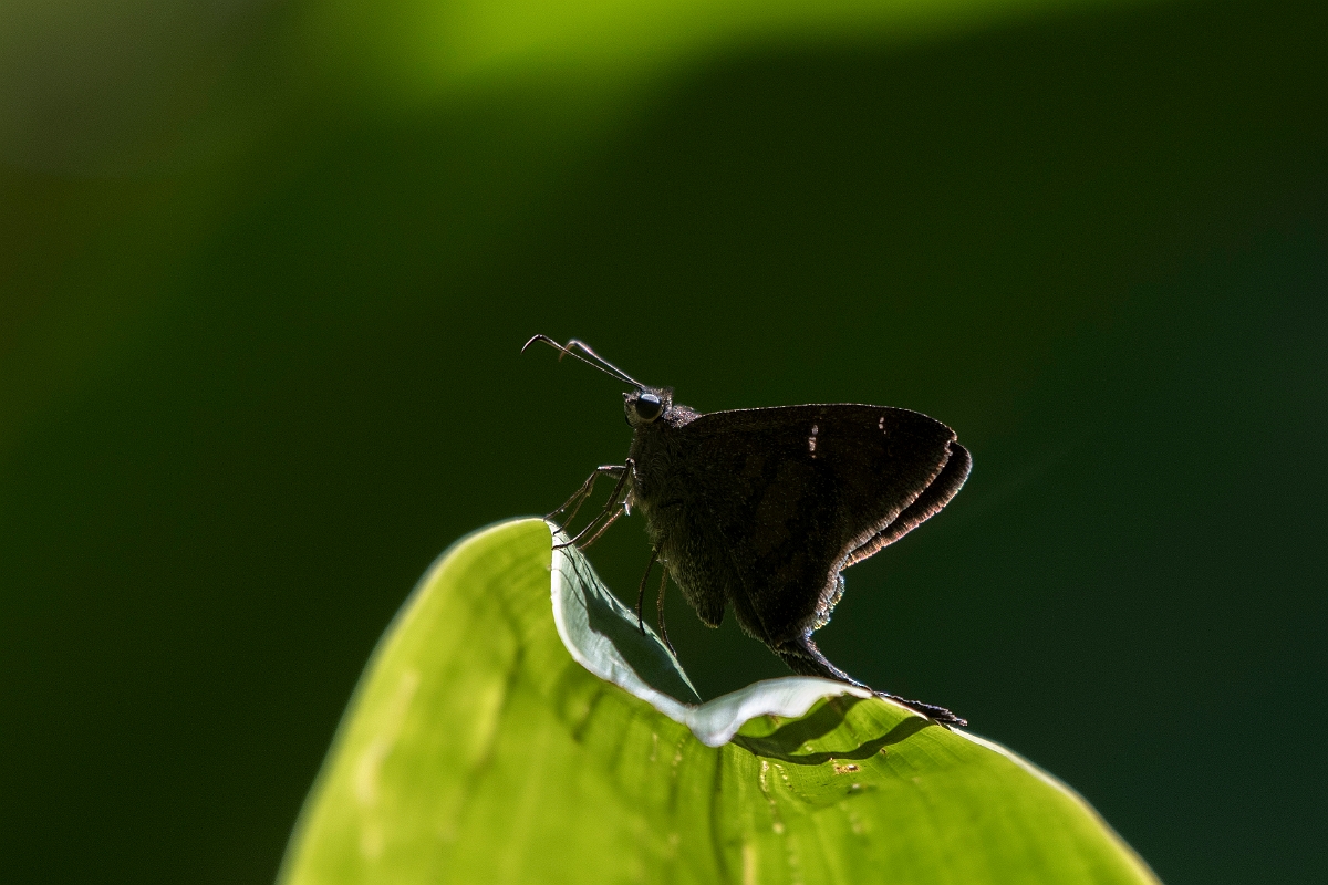 DPPhotography - Costa rica - Urbanus procne - A.jpg - Brown Longtail, Urbanus procne - El Remanso, Costa Rica