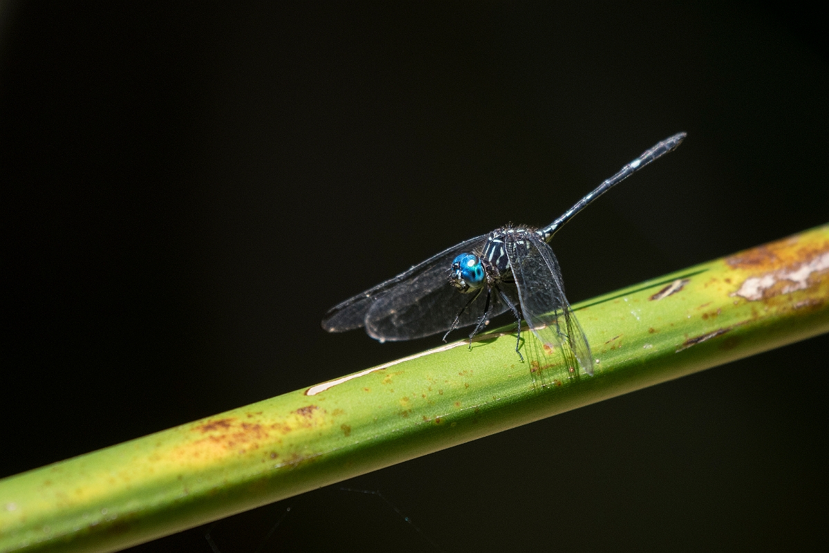 DPPhotography - Costa rica - Dythemis multipunctata - A.jpg - Blue-eyed Dragonfly,  Dythemis multipunctata - El Remanso, Costa Rica
