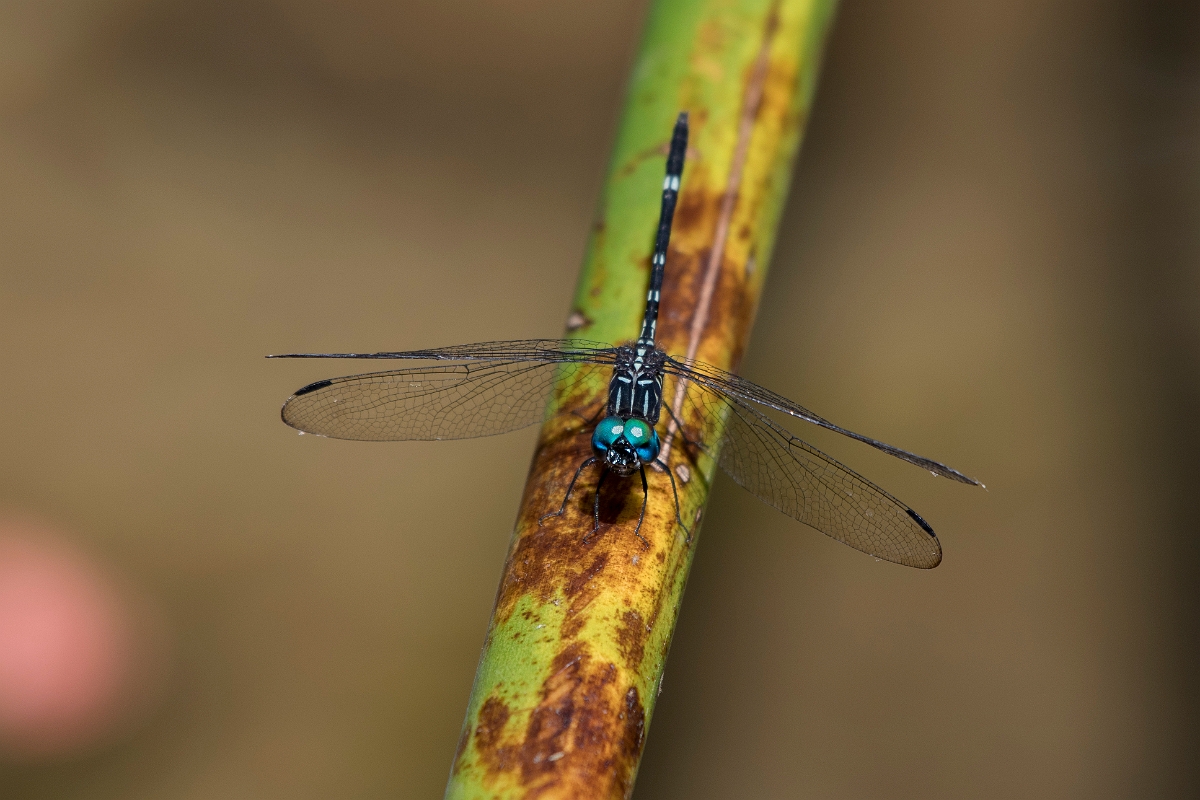 DPPhotography - Costa rica - Dythemis multipunctata - B.jpg - Blue-eyed Dragonfly,  Dythemis multipunctata - El Remanso, Costa Rica
