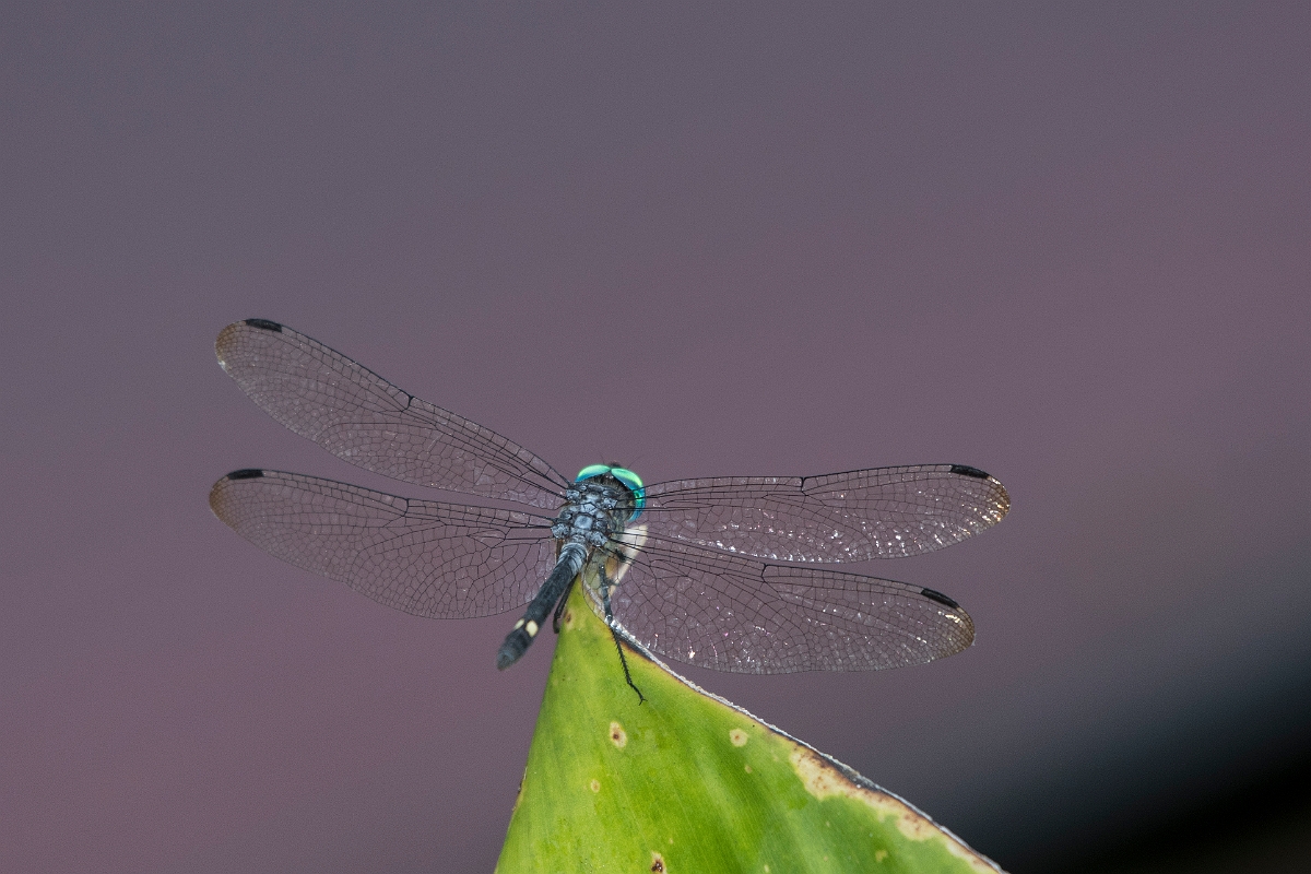 DPPhotography - Costa rica - Micrathyria aequalis - A.jpg - Spot-tailed Dasher,  Micrathyria aequalis - El Remanso, Costa Rica