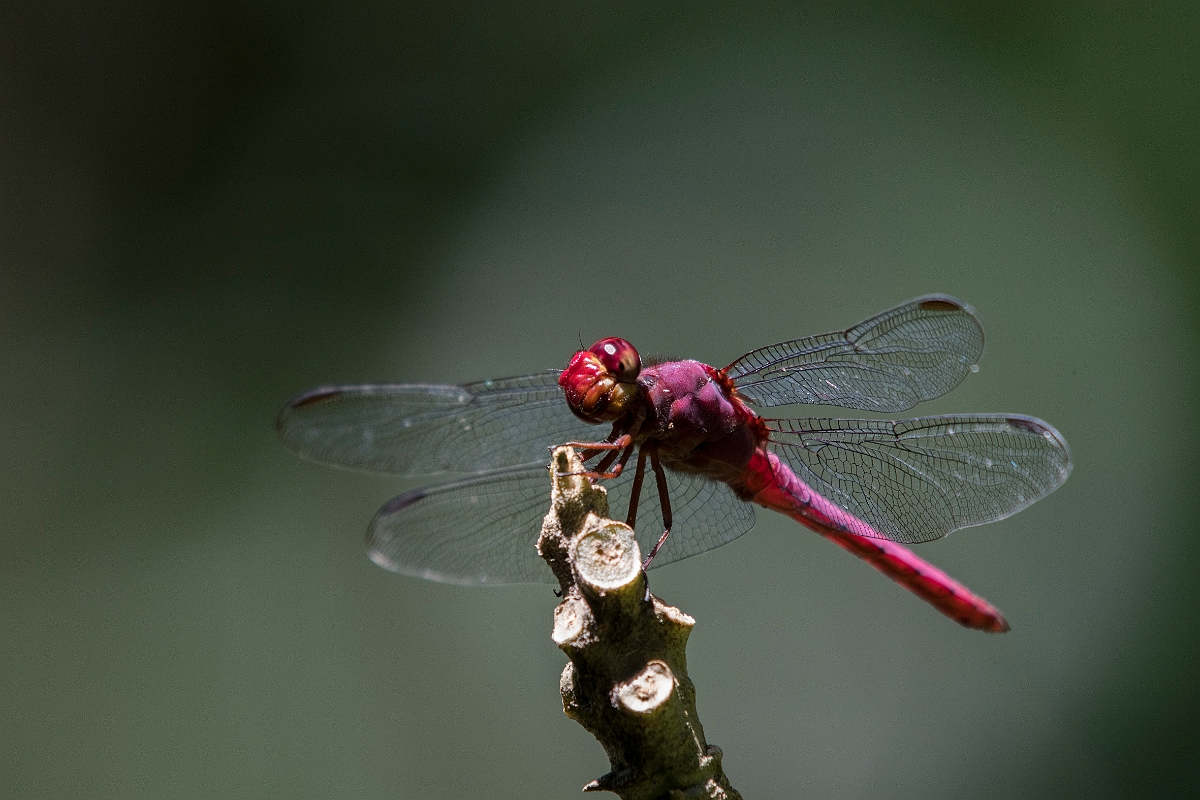 DPPhotography - Costa rica - Orthemis discolor - A.jpg - Carmine skimmer,  Orthemis discolor - El Remanso, Costa Rica