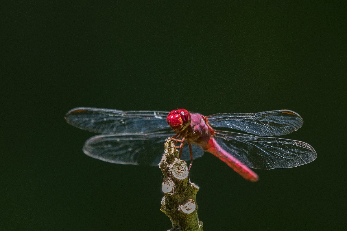 DPPhotography - Costa rica - Orthemis discolor - B.jpg - Carmine skimmer,  Orthemis discolor - El Remanso, Costa Rica