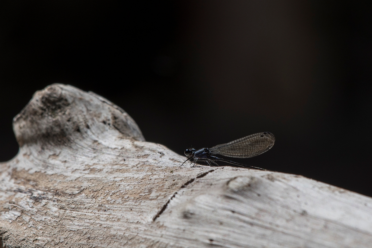 DPPhotography - Costa rica - Philogenia championi - A.jpg - Philogenia championi - El Remanso, Costa Rica