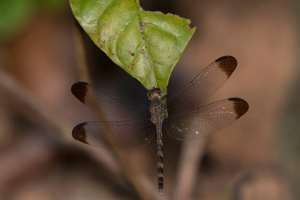 DPPhotography - Costa rica - Uracis imbuta - D.jpg - Tropical Skimmer,  Uracis imbuta - El Remanso, Costa Rica
