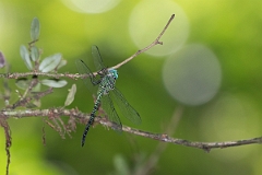 DPPhotography - Costa rica - Coryphaeschna viriditas - A