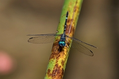 DPPhotography - Costa rica - Dythemis multipunctata - B