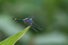 DPPhotography - Costa rica - Micrathyria aequalis - B