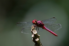 DPPhotography - Costa rica - Orthemis discolor - A