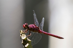 DPPhotography - Costa rica - Orthemis discolor - C