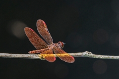 DPPhotography - Costa rica - Perithemis domitia - B