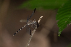 DPPhotography - Costa rica - Uracis imbuta - A