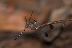 DPPhotography - Costa rica - Uracis imbuta - B