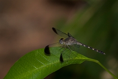 DPPhotography - Costa rica - Uracis imbuta - C