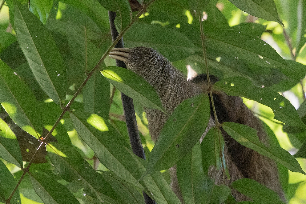DPPhotography - Costa rica - Brown-throated three-toed sloth - A.jpg - Brown-throated three-toed sloth - El Remanso, Costa Rica