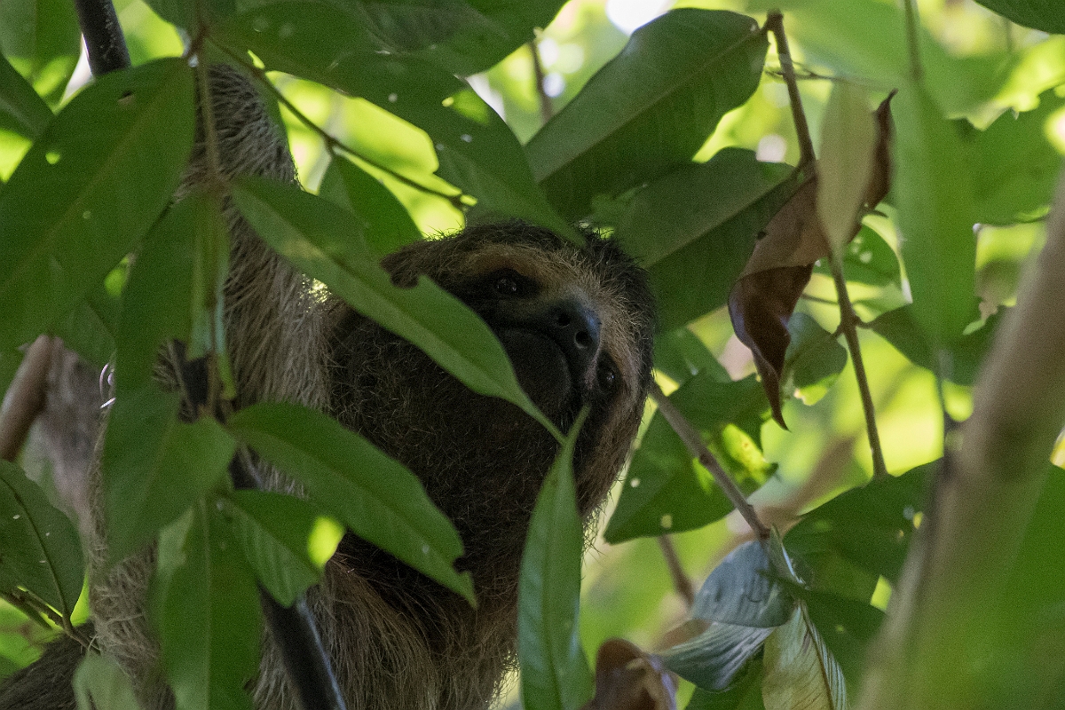 DPPhotography - Costa rica - Brown-throated three-toed sloth - B.jpg - Brown-throated three-toed sloth - El Remanso, Costa Rica