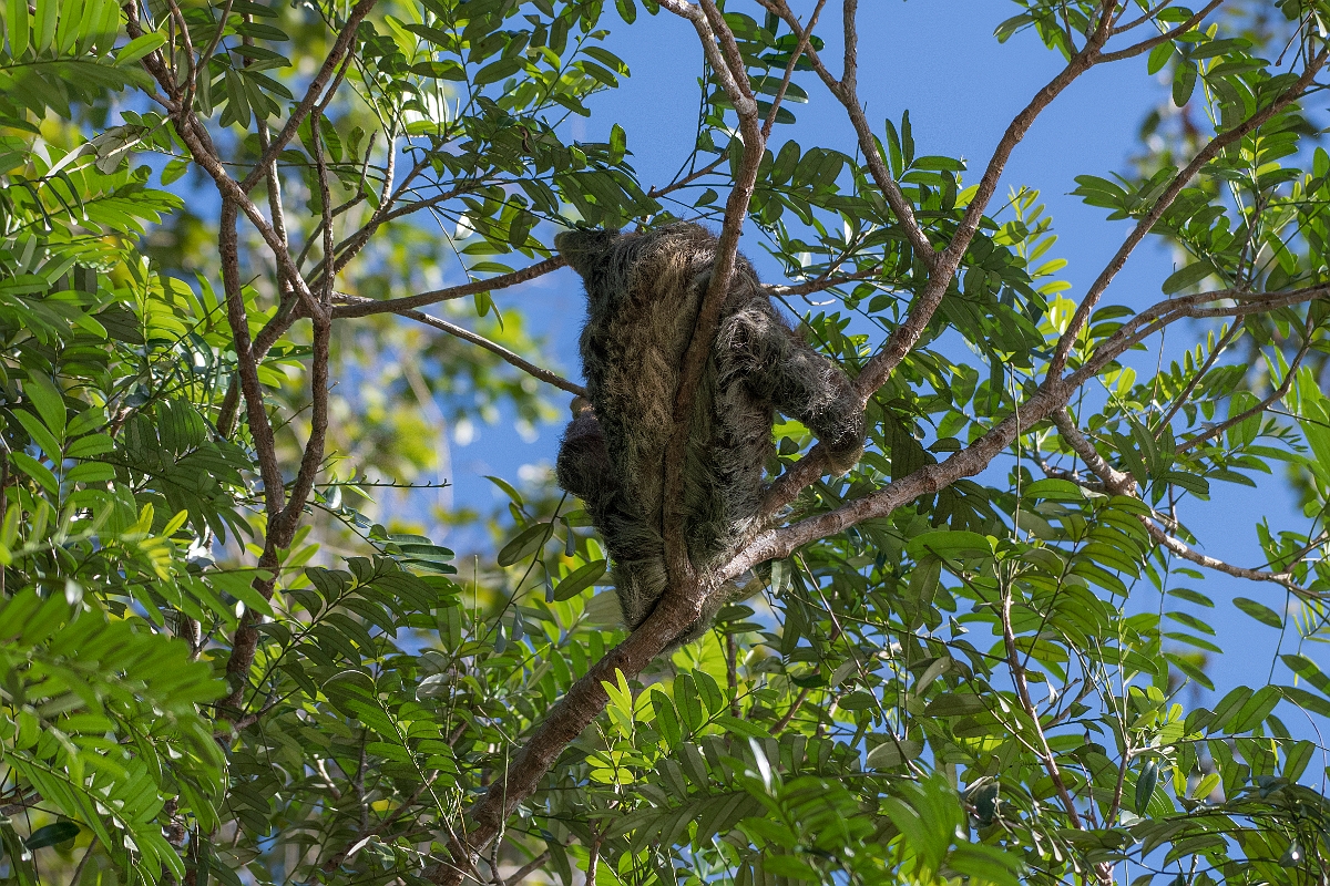 DPPhotography - Costa rica - Brown-throated three-toed sloth - D.jpg - Brown-throated three-toed sloth - Tortuguero, Costa Rica