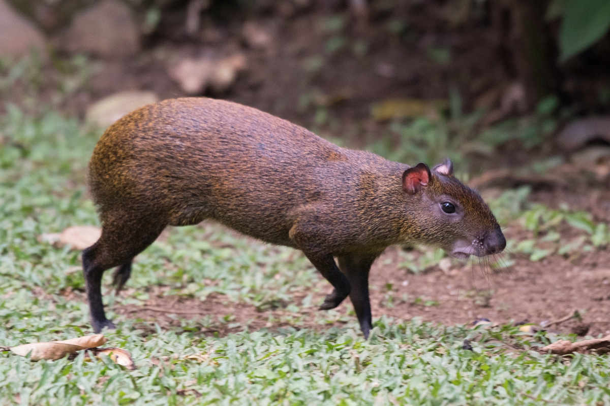 DPPhotography - Costa rica - Central American agouti - C.jpg - Central American agouti - Rancho Naturalista, Costa Rica