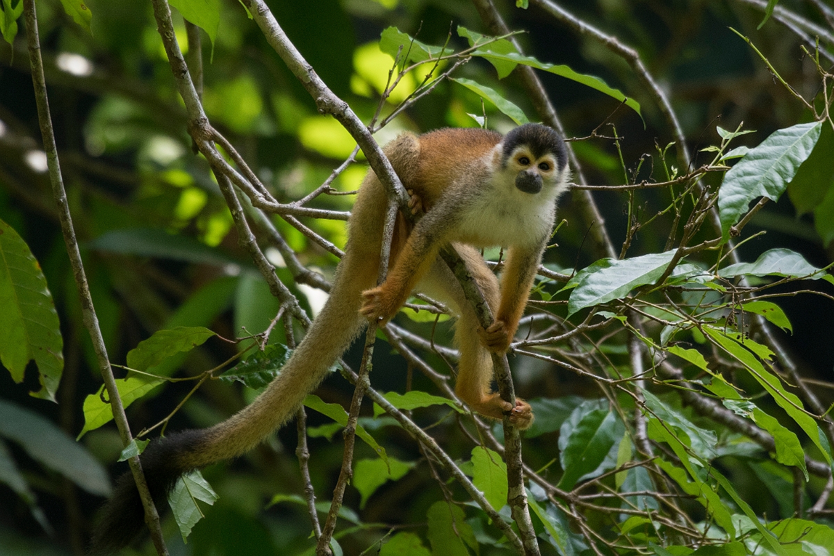 DPPhotography - Costa rica - Central American squirrel monkey - C.jpg - Central American squirrel monkey - El Remanso, Costa Rica