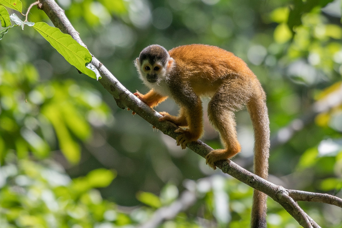 DPPhotography - Costa rica - Central American squirrel monkey - D.jpg - Central American squirrel monkey - El Remanso, Costa Rica