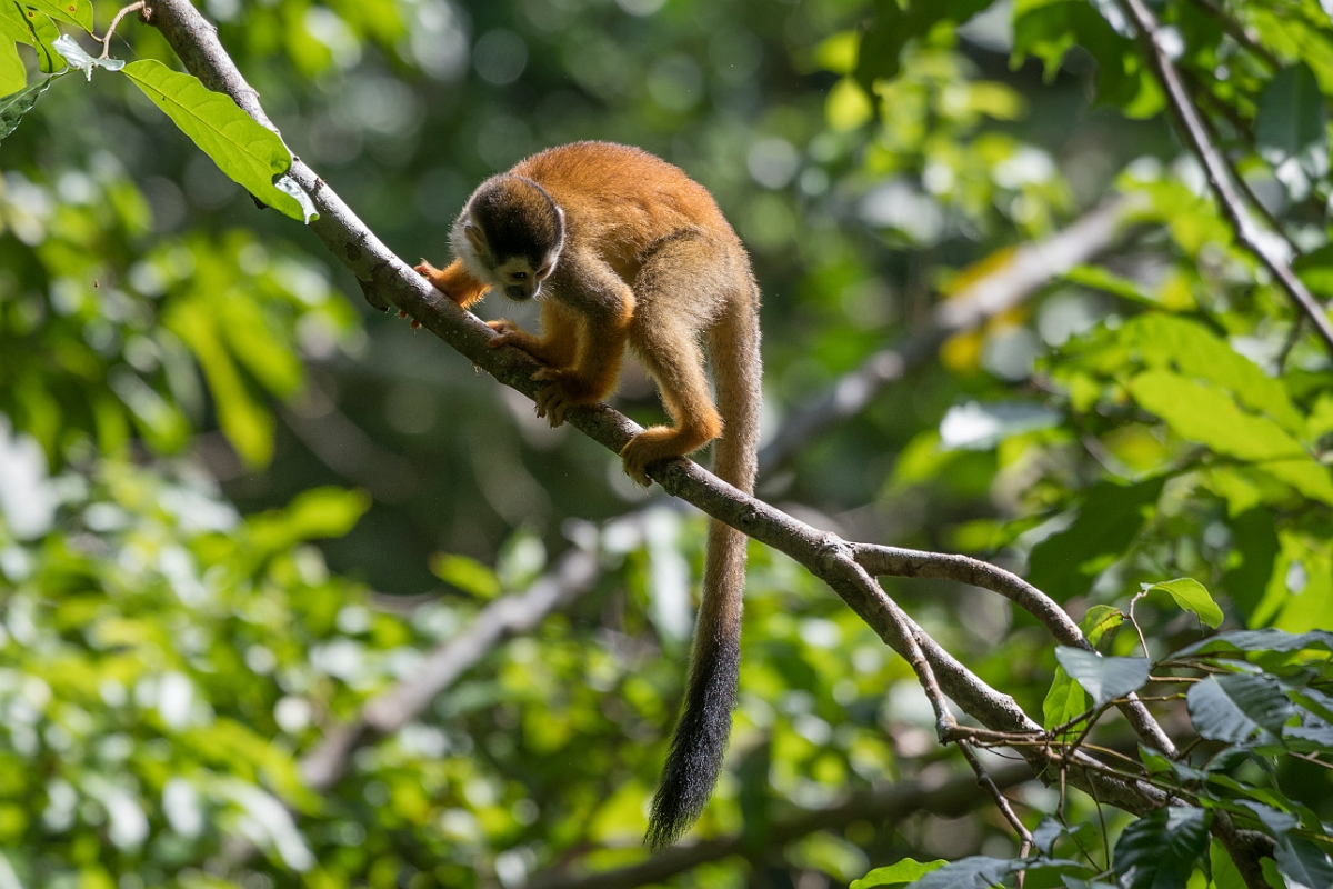 DPPhotography - Costa rica - Central American squirrel monkey - E.jpg - Central American squirrel monkey - El Remanso, Costa Rica