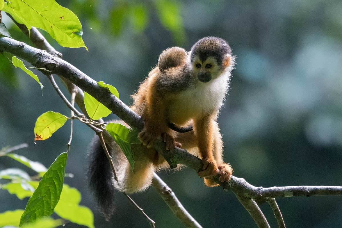 DPPhotography - Costa rica - Central American squirrel monkey - H.jpg - Central American squirrel monkey - El Remanso, Costa Rica