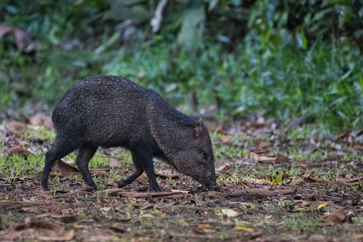 DPPhotography - Costa rica - Collared peccary - B.jpg - Collared peccary - La Selva Biological Station, Costa Rica