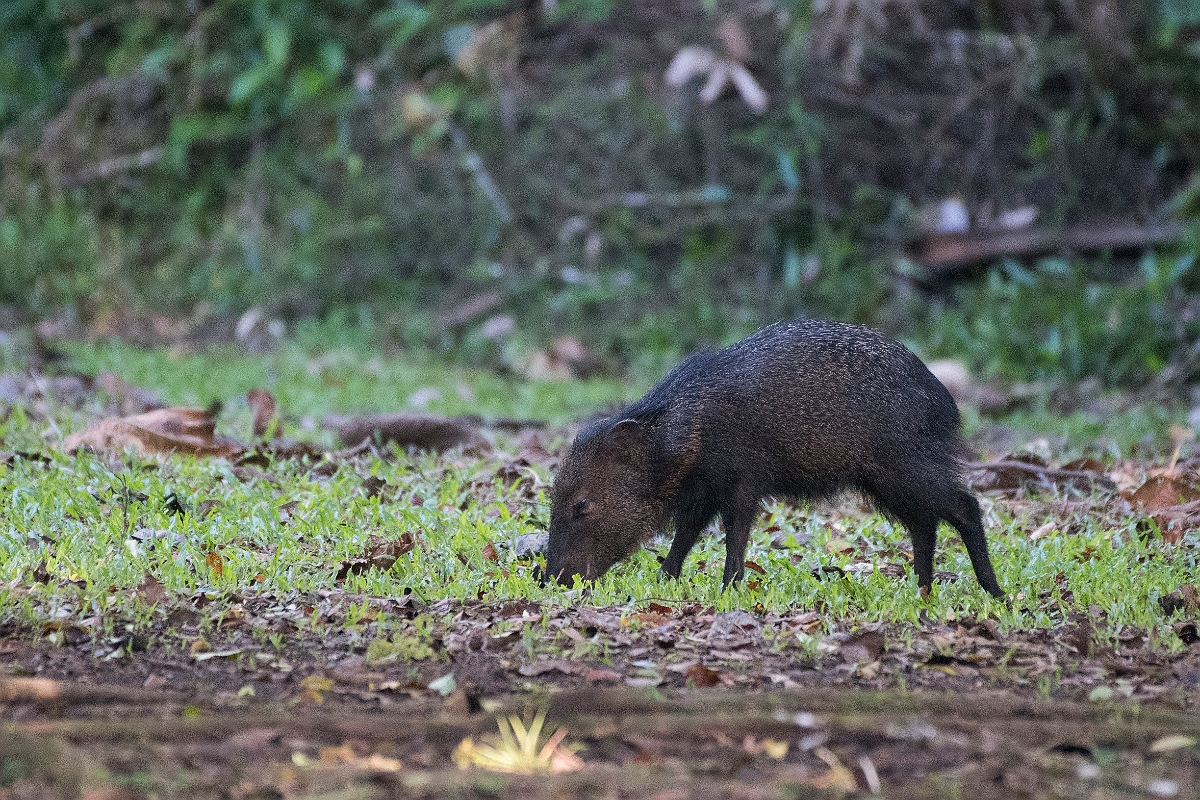 DPPhotography - Costa rica - Collared peccary - C.jpg - Collared peccary - La Selva Biological Station, Costa Rica