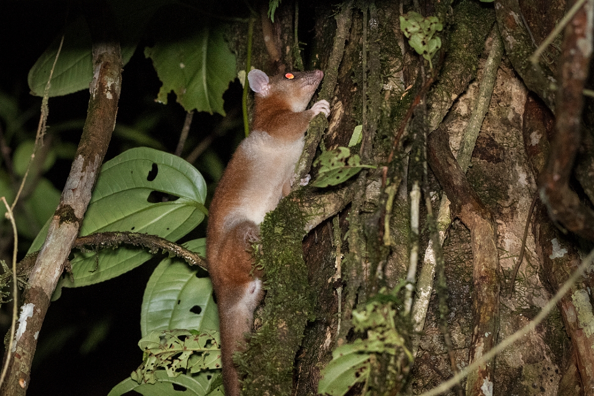 DPPhotography - Costa rica - Derby's woolly opossum - B.jpg - Central American woolly opossum - Tortuguero, Costa Rica