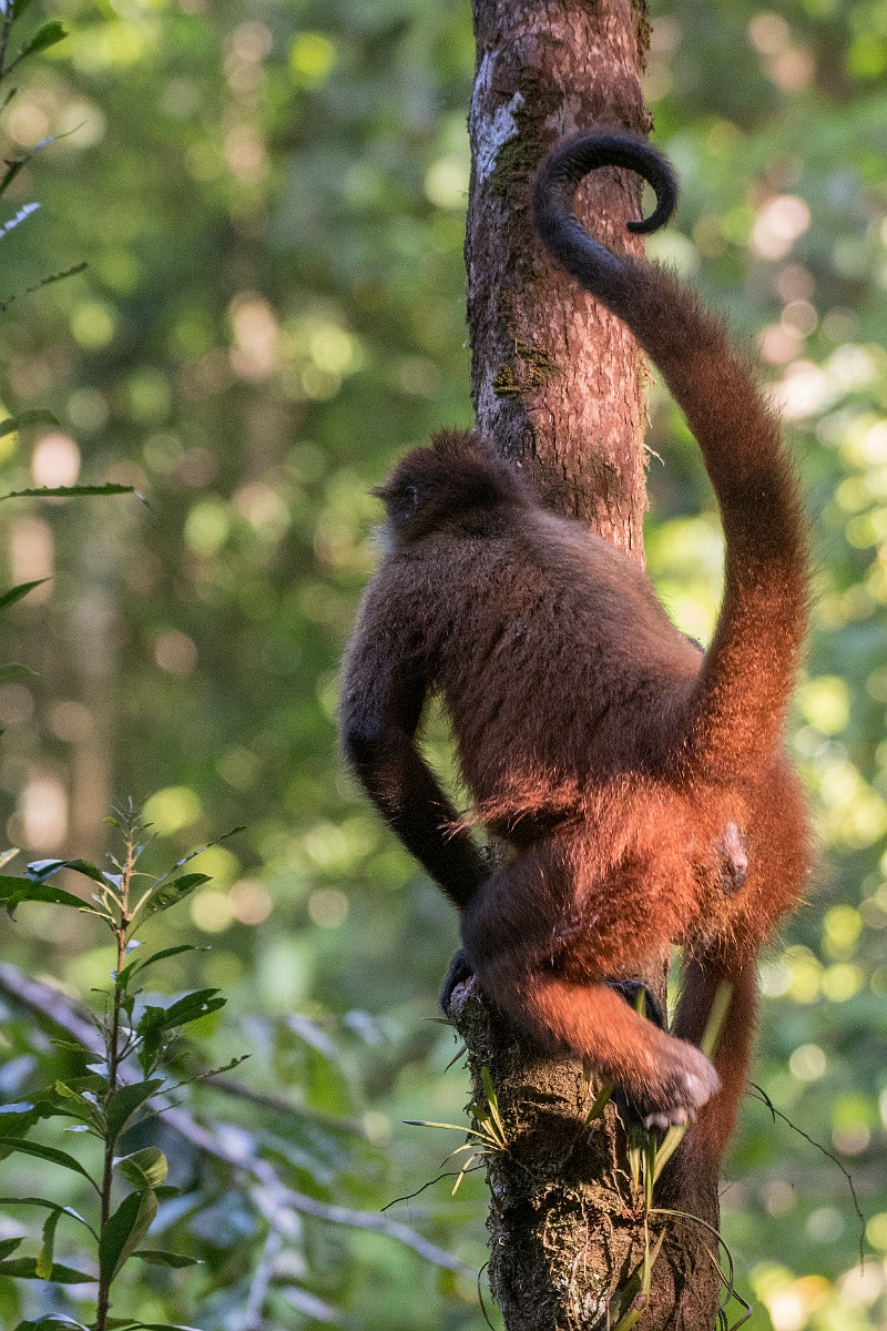 DPPhotography - Costa rica - Geoffroy's spider monkey - C.jpg - Geoffroy's spider monkey - El Remanso, Costa Rica