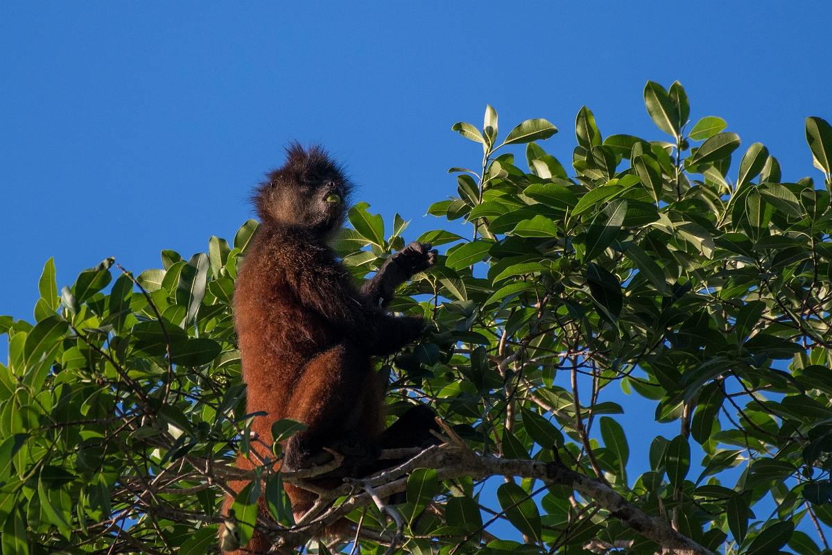 DPPhotography - Costa rica - Geoffroy's spider monkey - F.jpg - Geoffroy's spider monkey - El Remanso, Costa Rica