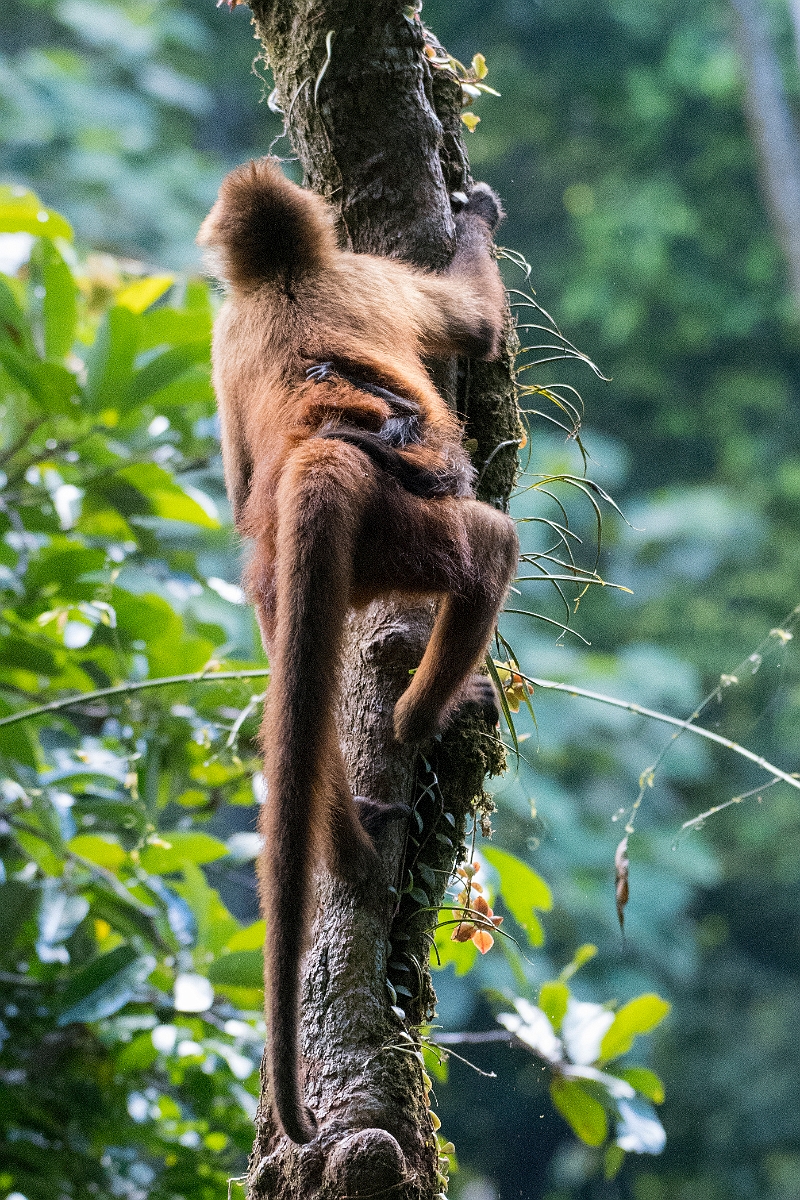 DPPhotography - Costa rica - Geoffroy's spider monkey - I.jpg - Geoffroy's spider monkey - El Remanso, Costa Rica