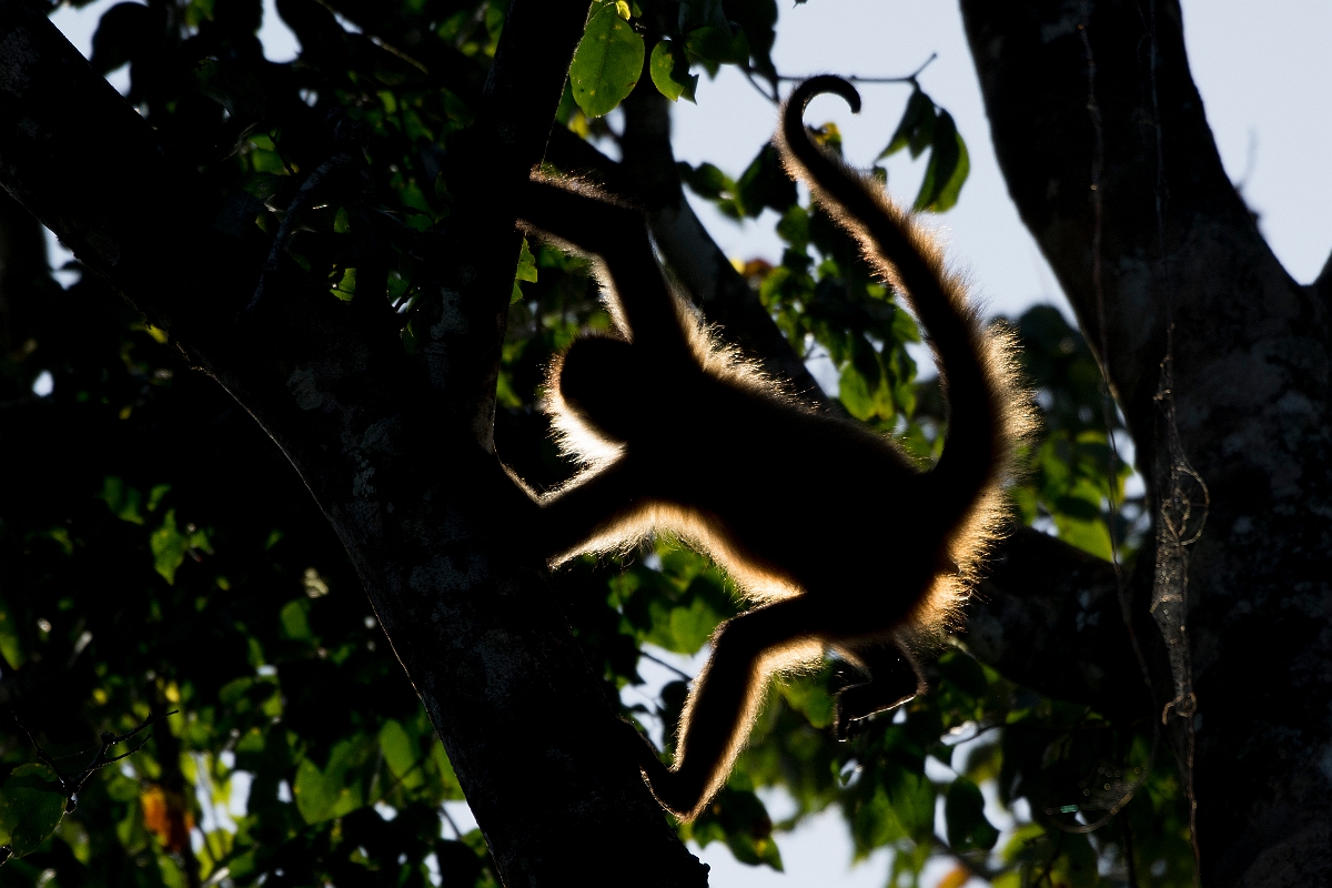 DPPhotography - Costa rica - Geoffroy's spider monkey - R.jpg - Geoffroy's spider monkey - Tortuguero, Costa Rica
