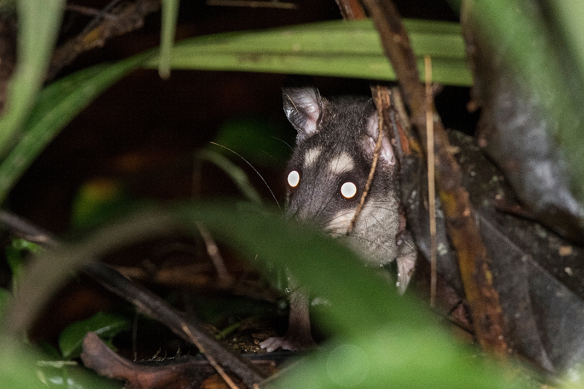 DPPhotography - Costa rica - Gray four-eyed opossum - B.jpg - Gray four-eyed opossum - Tortuguero, Costa Rica
