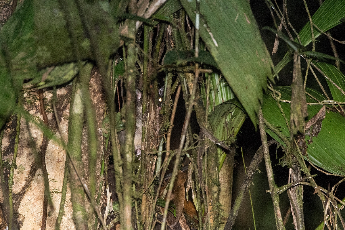 DPPhotography - Costa rica - Gray four-eyed opossum - C.jpg - Gray four-eyed opossum - Tortuguero, Costa Rica