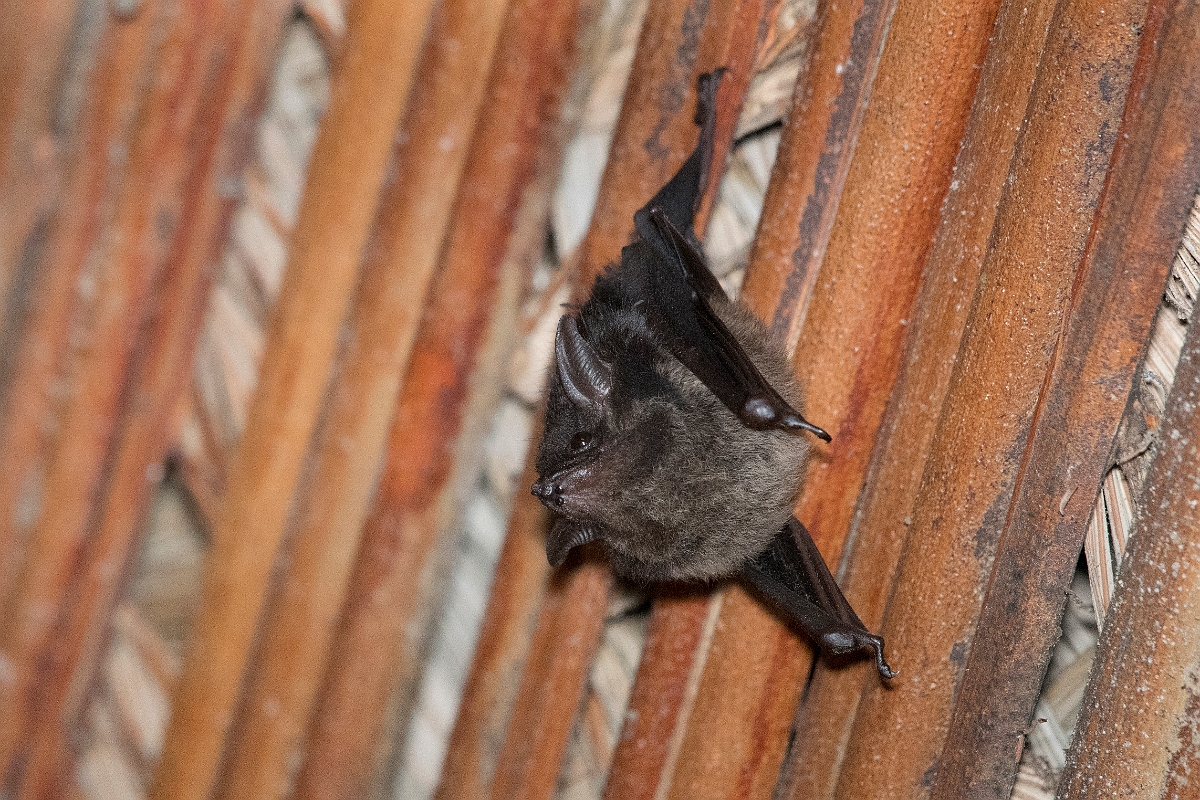 DPPhotography - Costa rica - Greater sac-winged bat - B.jpg - Greater sac-winged bat,  Saccopteryx bilineata - La Qunita de Sarapiqui, Costa Rica