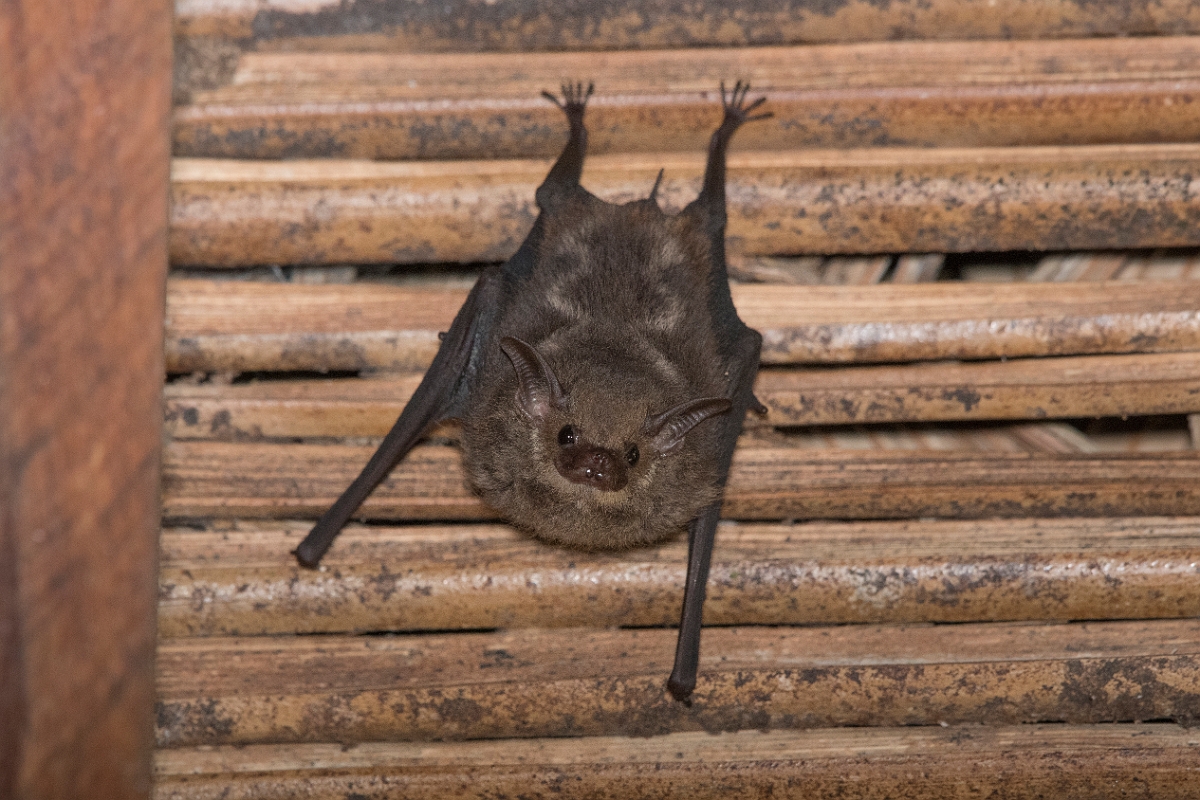 DPPhotography - Costa rica - Lesser sac-winged bat - C.jpg - Lesser sac-winged bat,  Saccopteryx leptura - La Qunita de Sarapiqui, Costa Rica