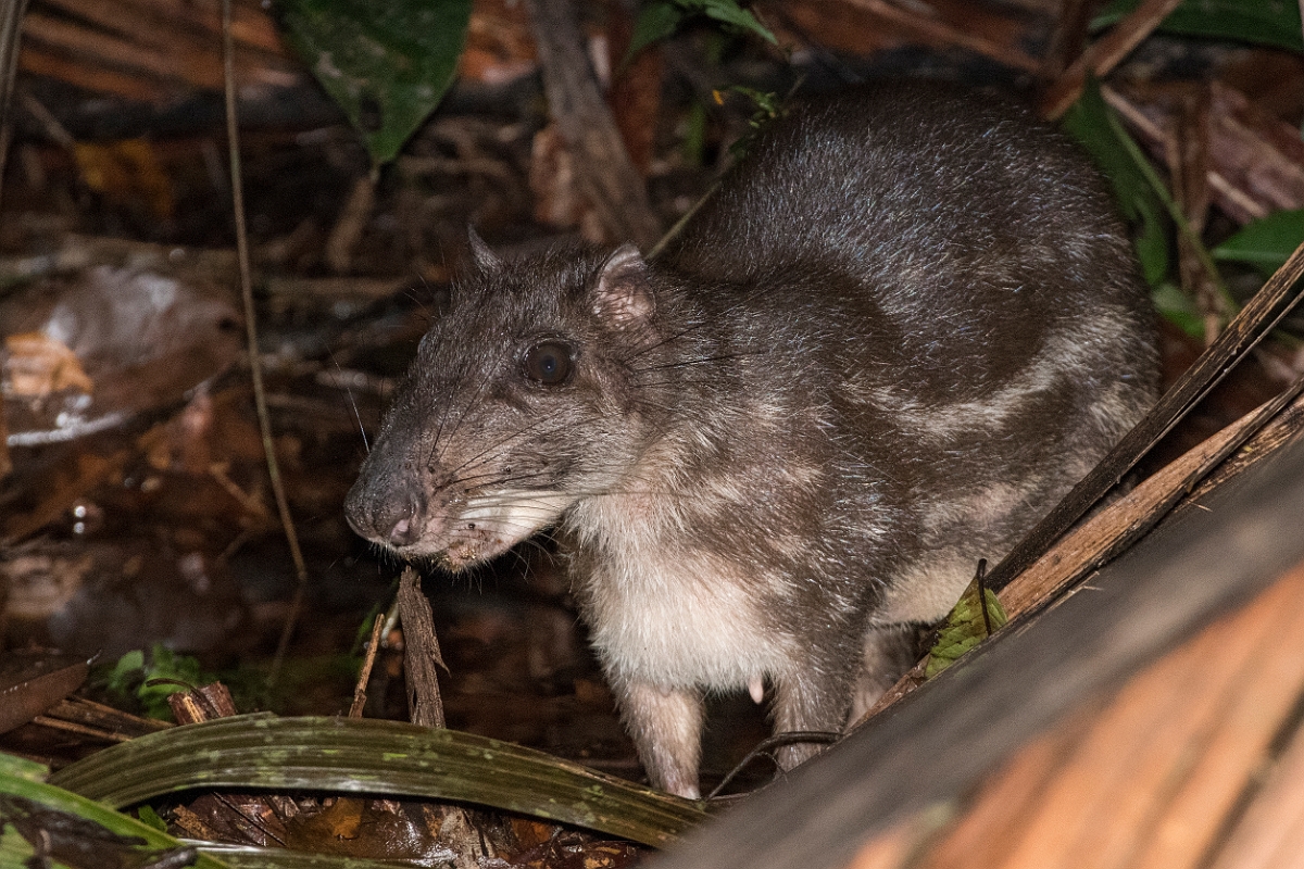 DPPhotography - Costa rica - Lowland paca - A.jpg - Lowland paca - Tortuguero, Costa Rica