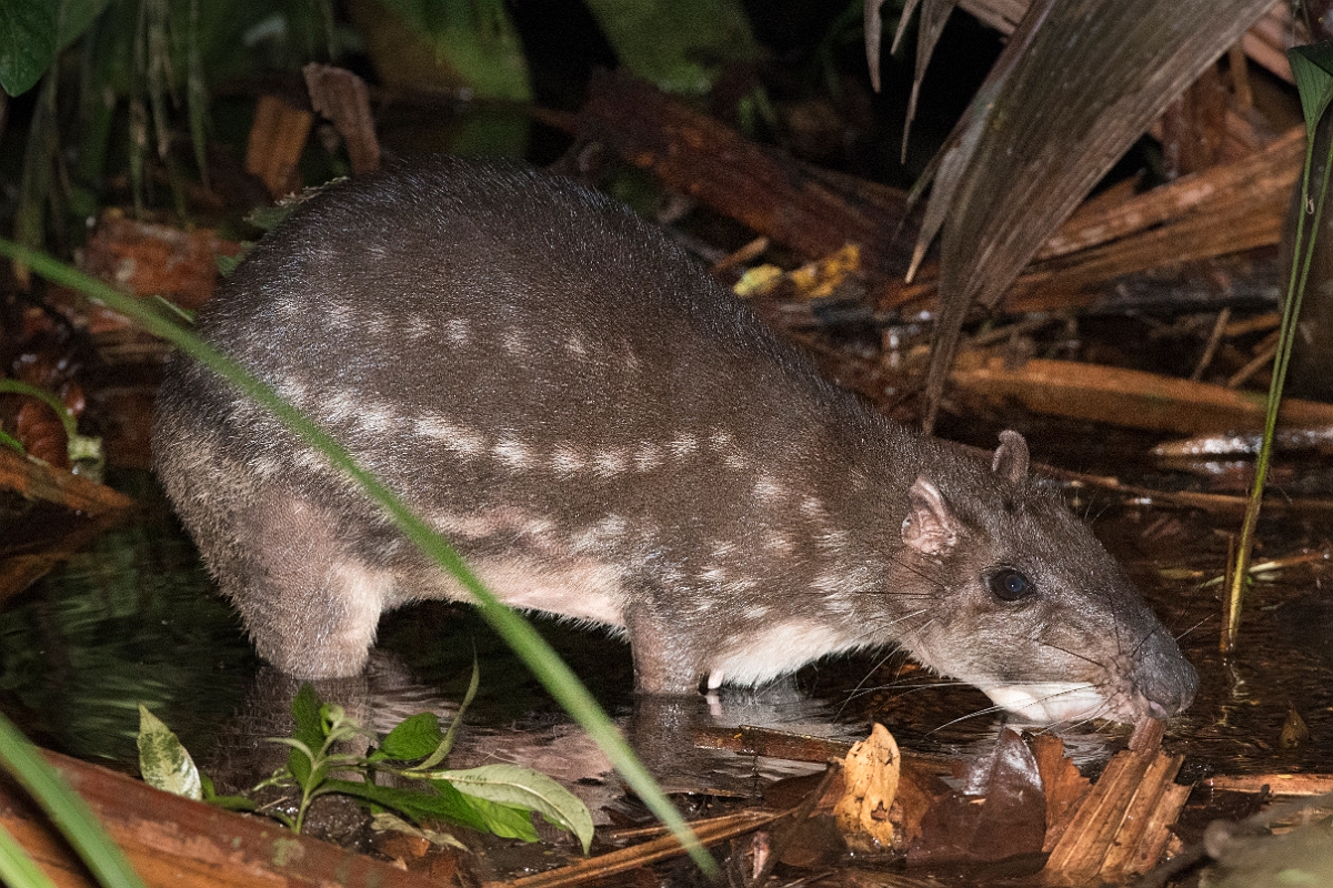 DPPhotography - Costa rica - Lowland paca - C.jpg - Lowland paca - Tortuguero, Costa Rica