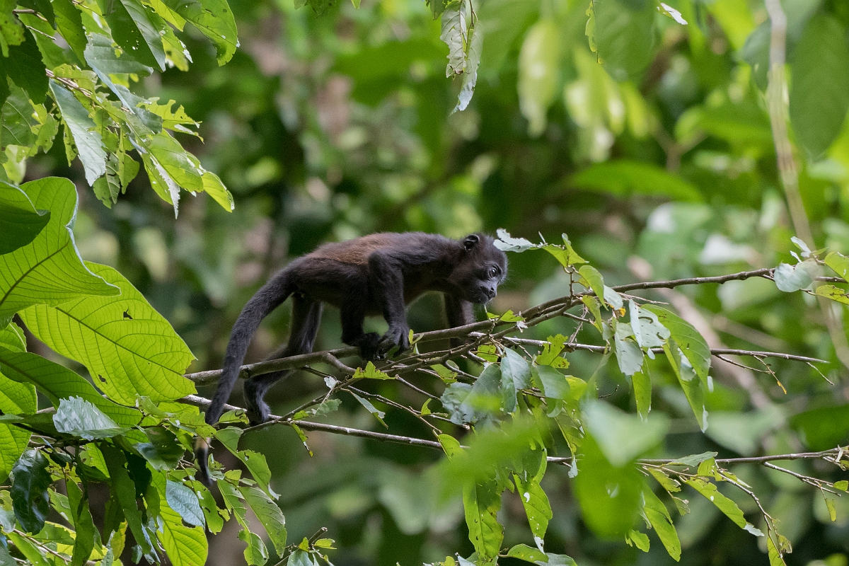 DPPhotography - Costa rica - Mantled howler monkey - A.jpg - Mantled howler monkey - El Remanso, Costa Rica