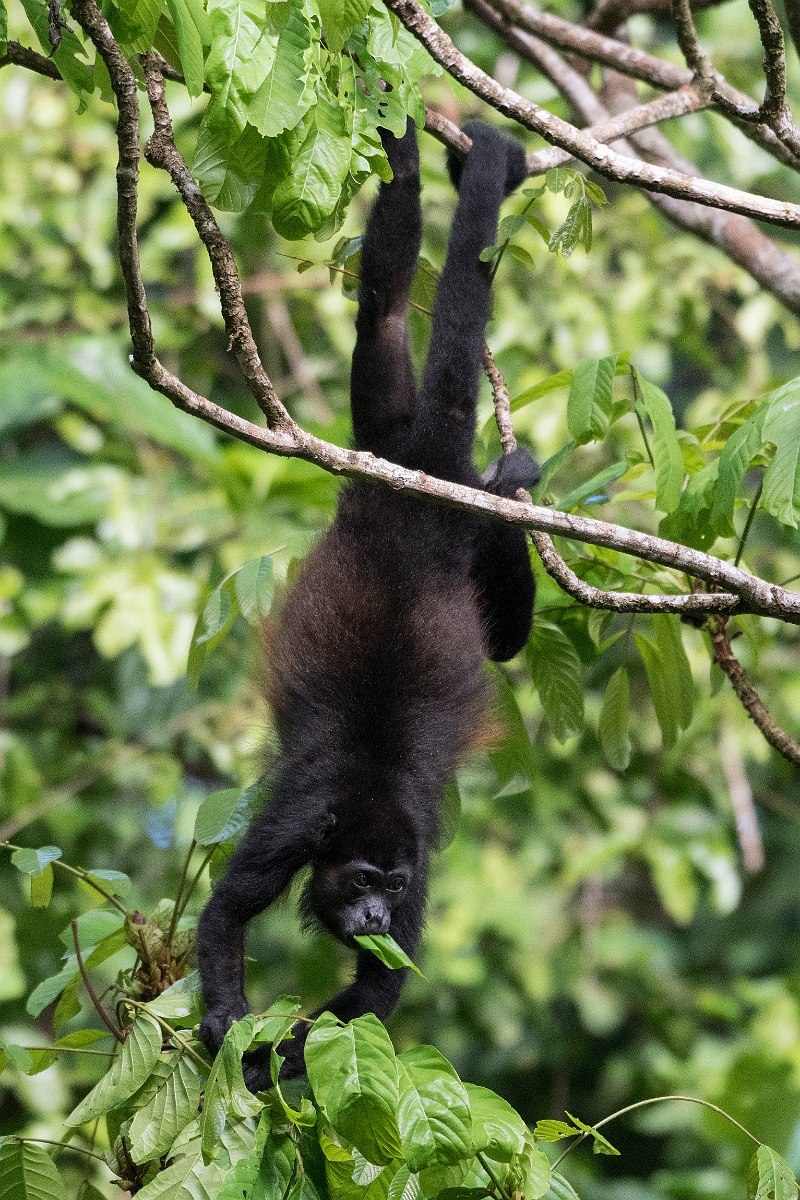 DPPhotography - Costa rica - Mantled howler monkey - D.jpg - Mantled howler monkey - El Remanso, Costa Rica