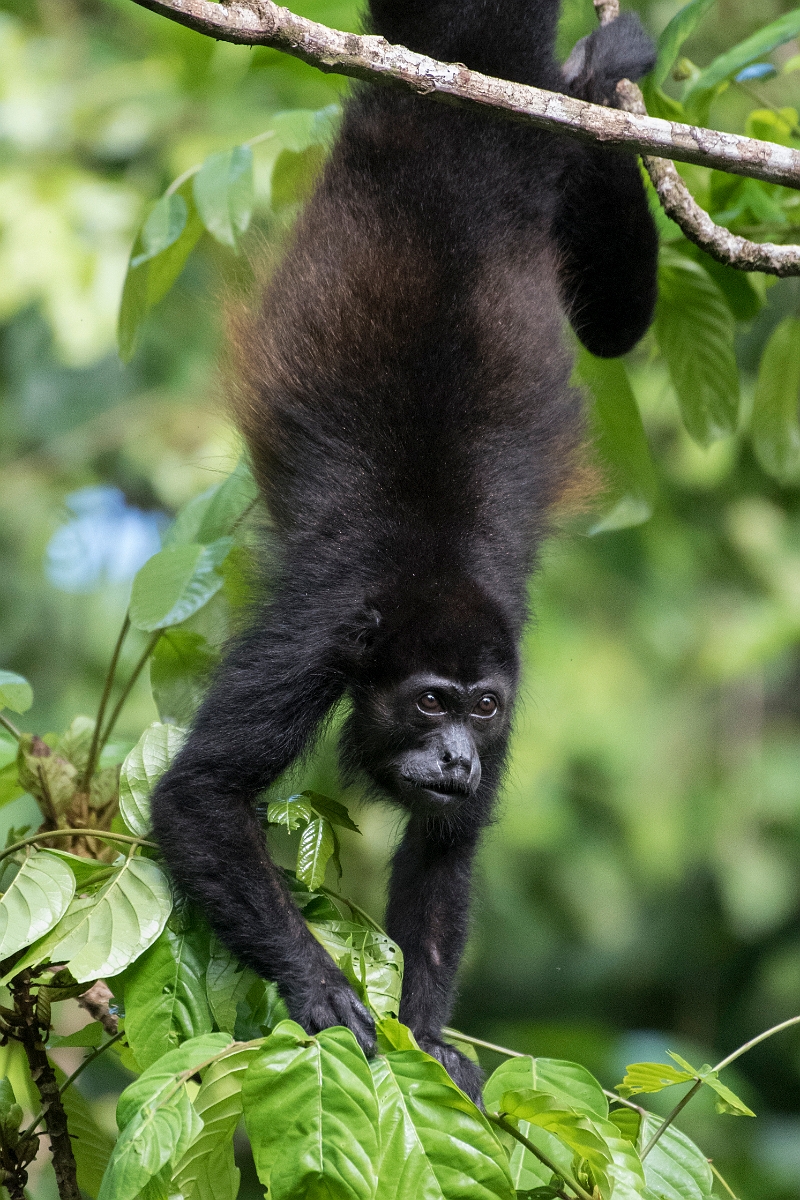 DPPhotography - Costa rica - Mantled howler monkey - E.jpg - Mantled howler monkey - El Remanso, Costa Rica