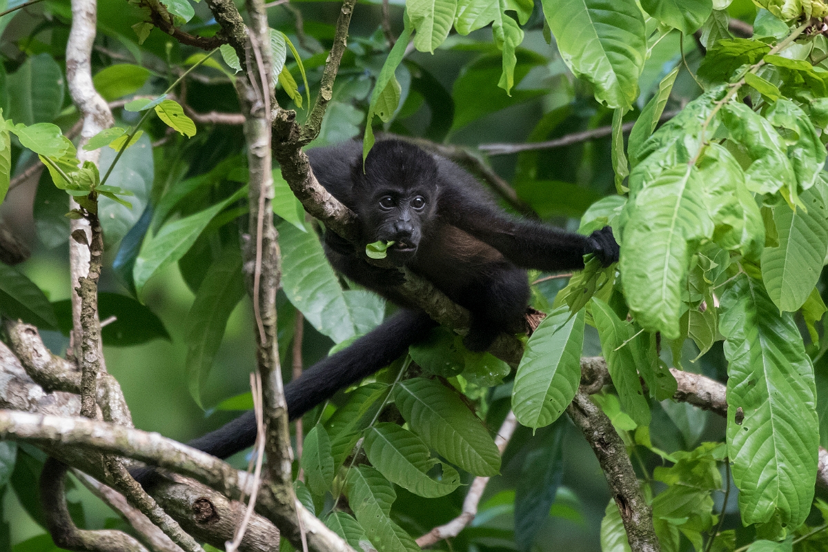 DPPhotography - Costa rica - Mantled howler monkey - H.jpg - Mantled howler monkey - El Remanso, Costa Rica