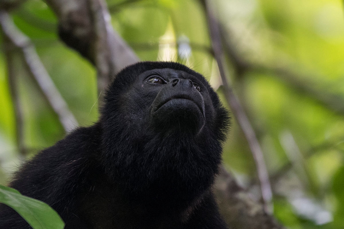 DPPhotography - Costa rica - Mantled howler monkey - J.jpg - Mantled howler monkey - El Remanso, Costa Rica