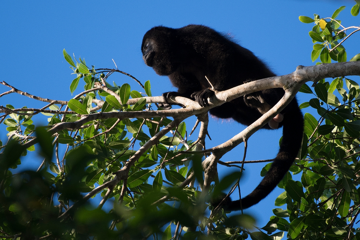 DPPhotography - Costa rica - Mantled howler monkey - O.jpg - Mantled howler monkey - El Remanso, Costa Rica