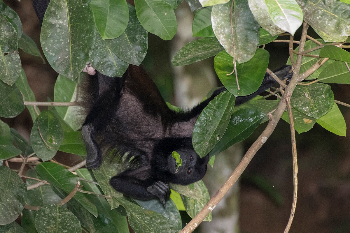 DPPhotography - Costa rica - Mantled howler monkey - P.jpg - Mantled howler monkey - La Qunita de Sarapiqui, Costa Rica