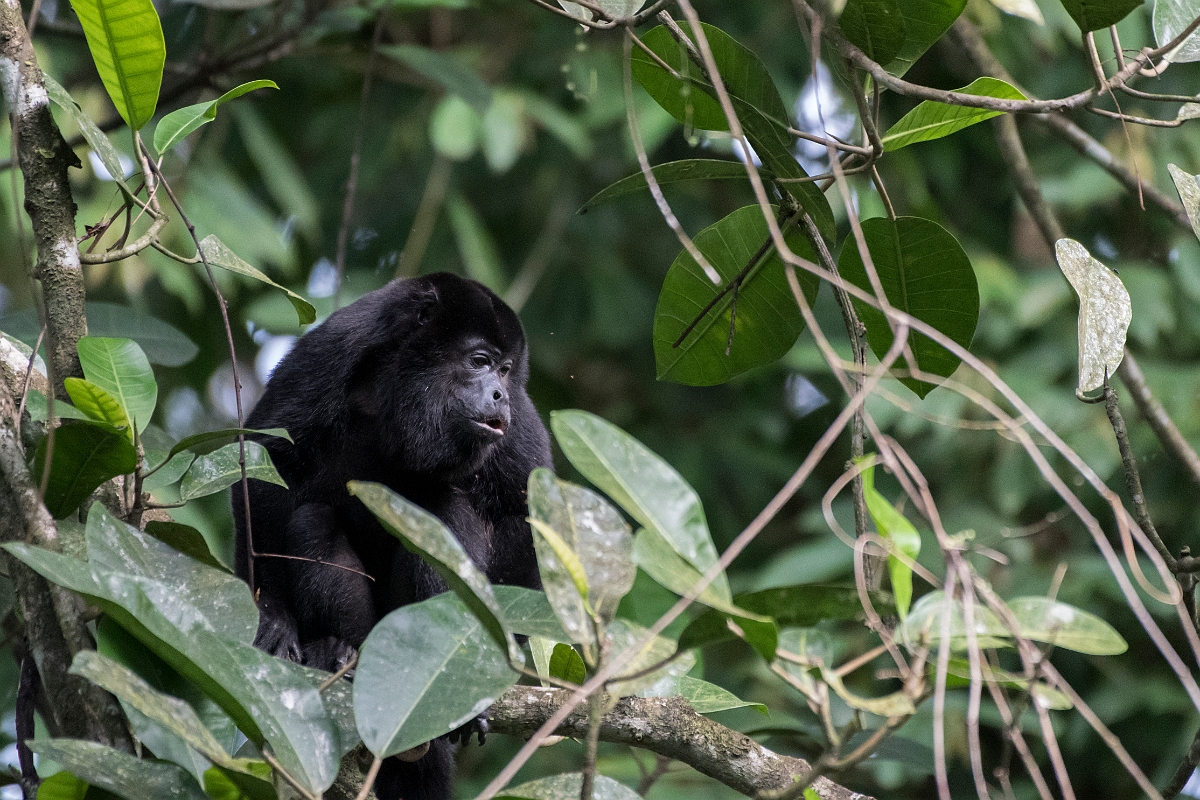 DPPhotography - Costa rica - Mantled howler monkey - Q.jpg - Mantled howler monkey - La Qunita de Sarapiqui, Costa Rica