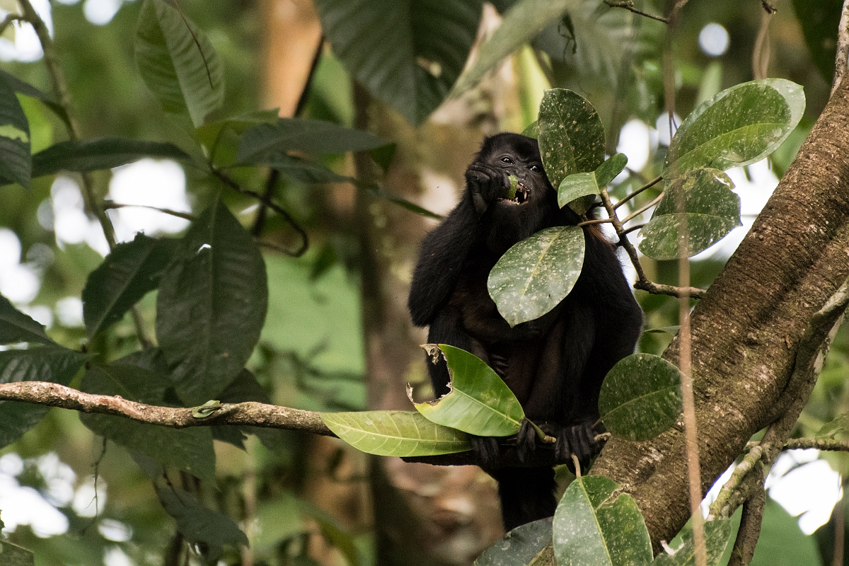 DPPhotography - Costa rica - Mantled howler monkey - T.jpg - Mantled howler monkey - La Qunita de Sarapiqui, Costa Rica
